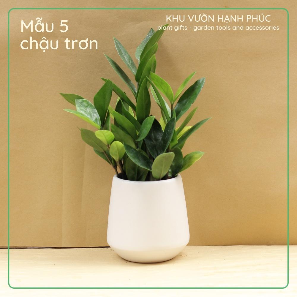 Cây Kim Tiền - Kim Phát Tài, cây để bàn văn phòng, may mắn, tài lộc (cây kèm chậu tráng men)