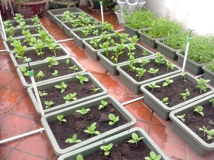 Đất Sạch Trồng Cây TH Garden - Khoảng 2.0 đến 2.7kg - Đã Xử Lý Sạch Mầm Bệnh Và Nấm Hại - Đất Sạch Trồng Cây Dinh Dưỡng Chất Lượng Cao - Đất Sạch Chuyên Dụng -