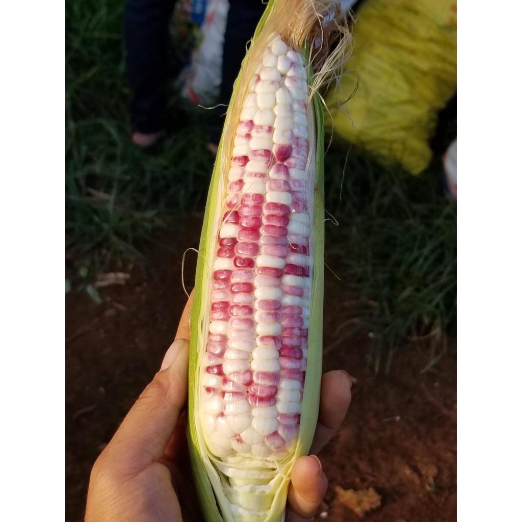 Hạt Giống bắp nếp lai F1 Nếp Thái Hồng - 1 gói 50gram