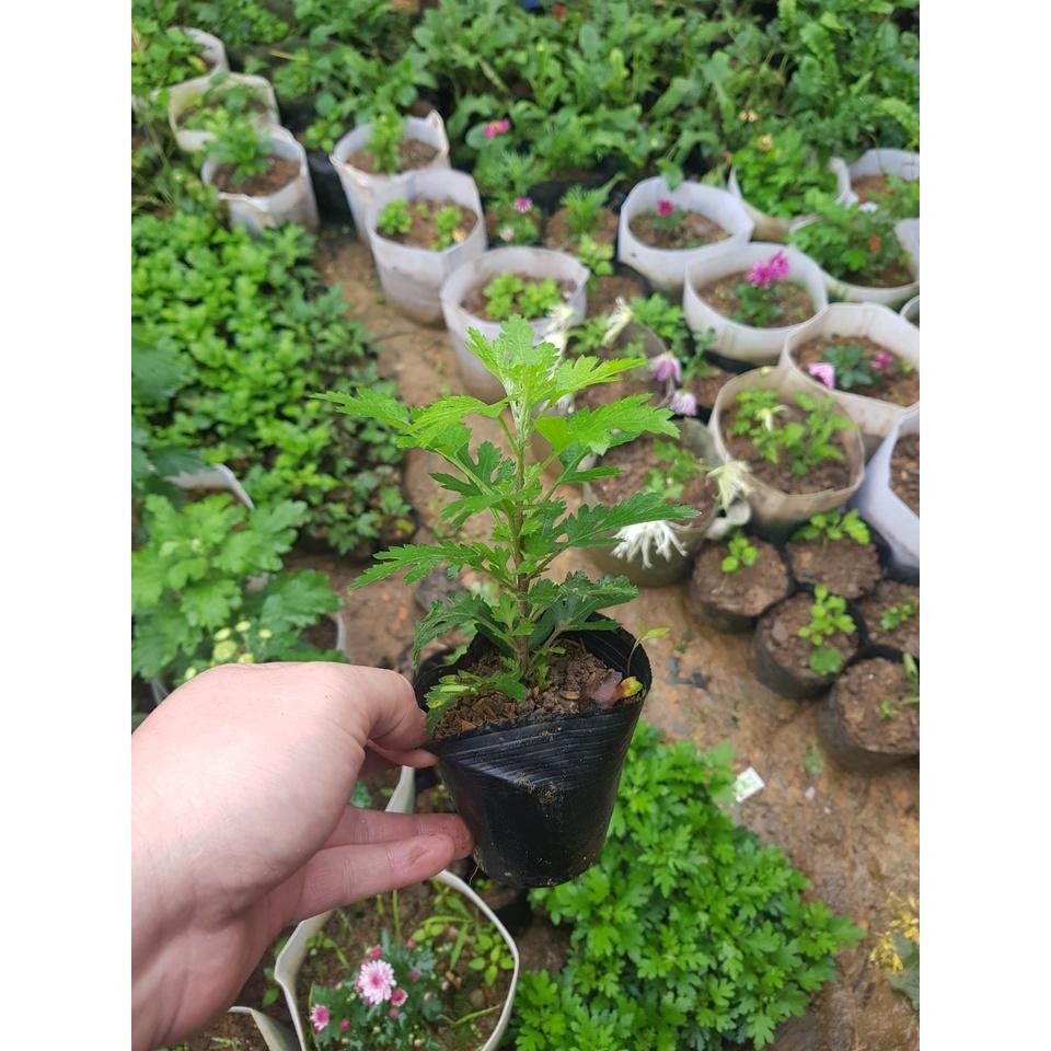 Cúc mâm xôi đỏ Việt Nam N8