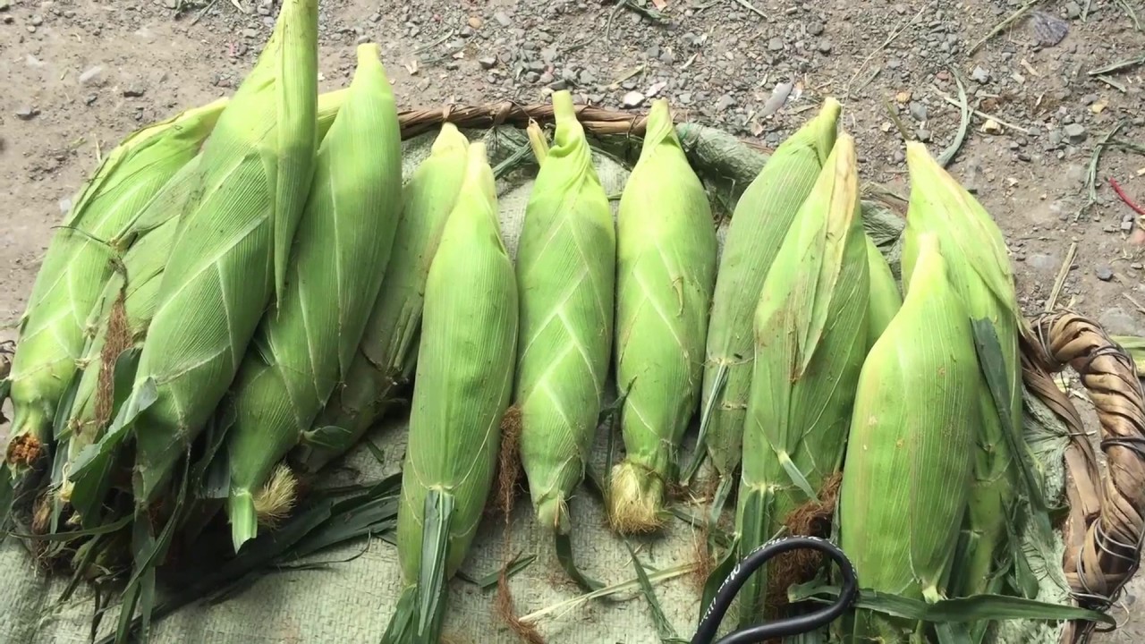 Hạt Giống Bắp Nếp Nù OP Dẻo Ngon