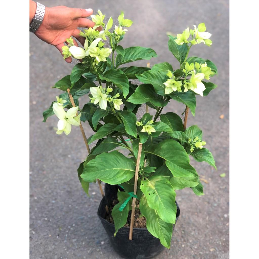 Chậu cây hoa Bướm Bạc