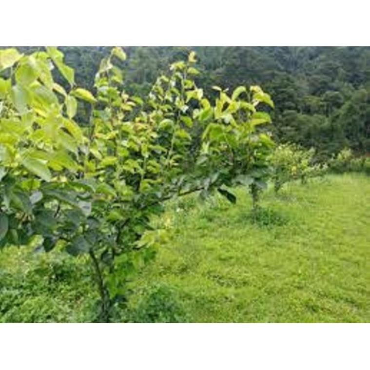 Cây giống Lê xanh VH6 - chuẩn hàng F1