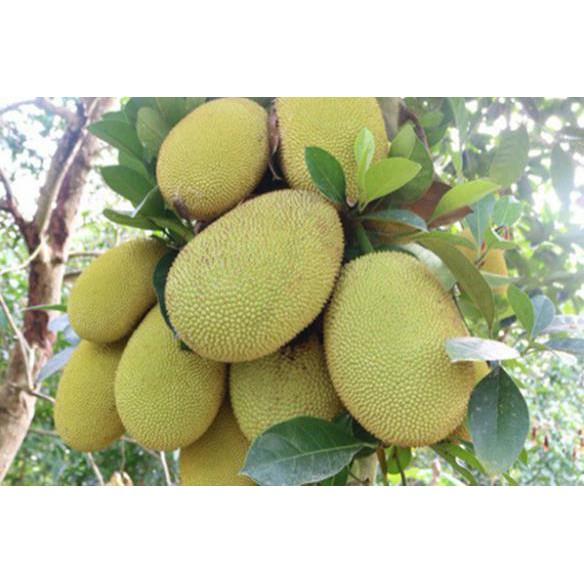 Cây mít thái siêu sớm quả quanh năm