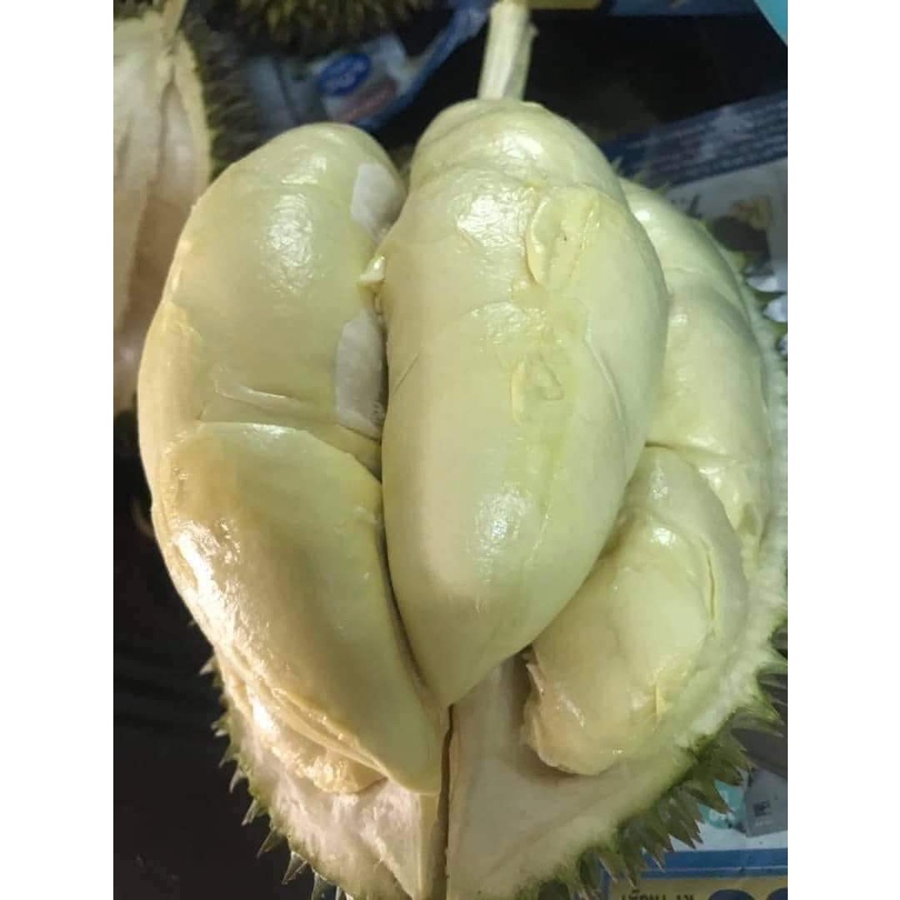 Cây Giống Sầu Riêng Chuồng Bò