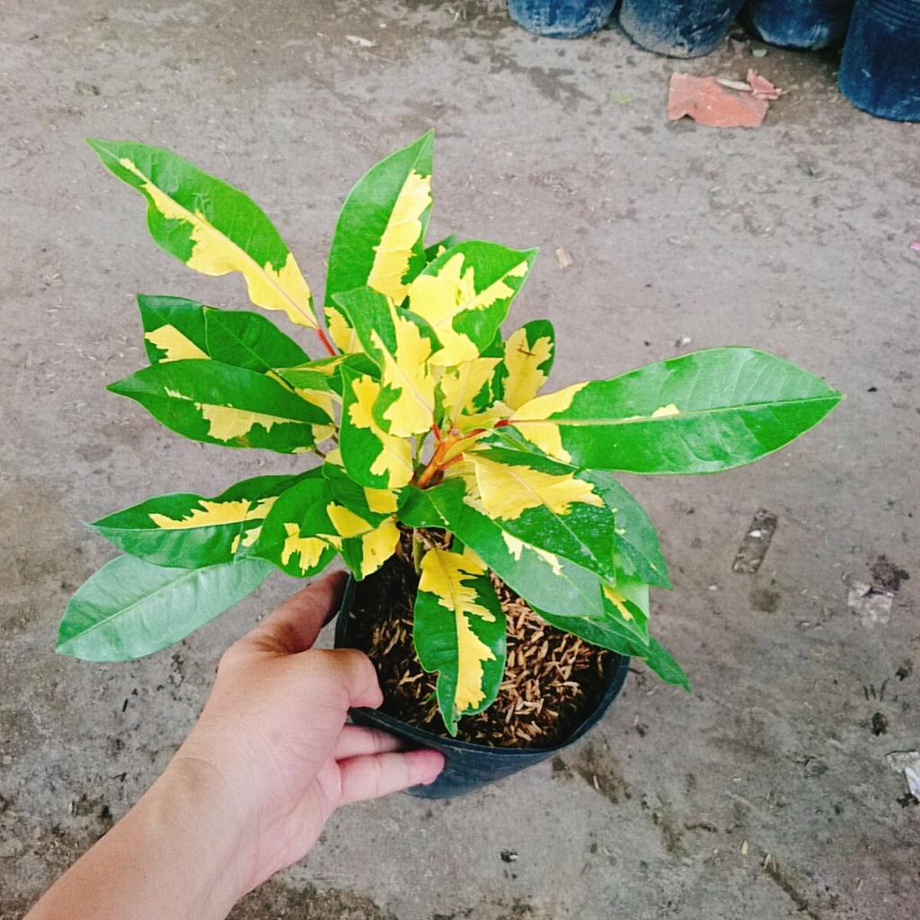 Cây Lá Màu Hoàng Kim - cây cảnh để bàn + tặng phân bón cho cây