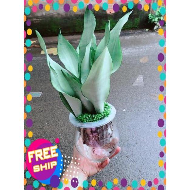 Chậu Lưỡi Hổ Bạc Thuỷ Sinh