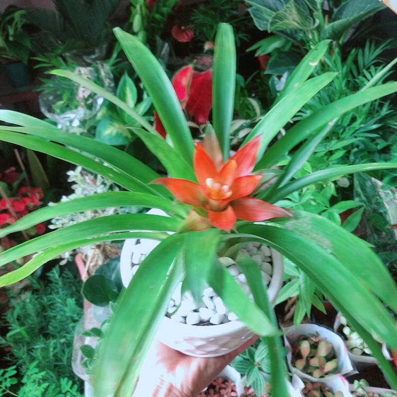 Chậu Phong Lộc Hoa