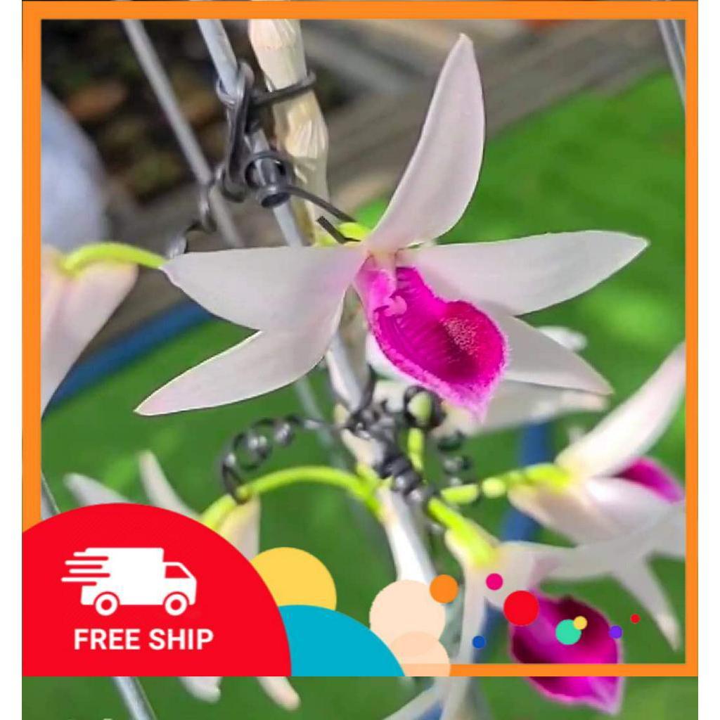Phi điệp BỆT MA BÓ CHẤT LƯỢNG UY TÍN