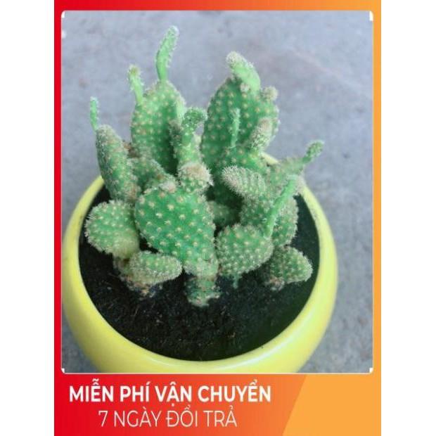 Chậu Xương Rồng Tai Thỏ