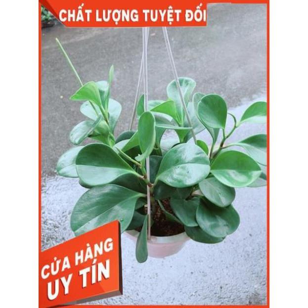 Chậu Trường Sinh