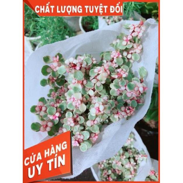 Đô La Hồng