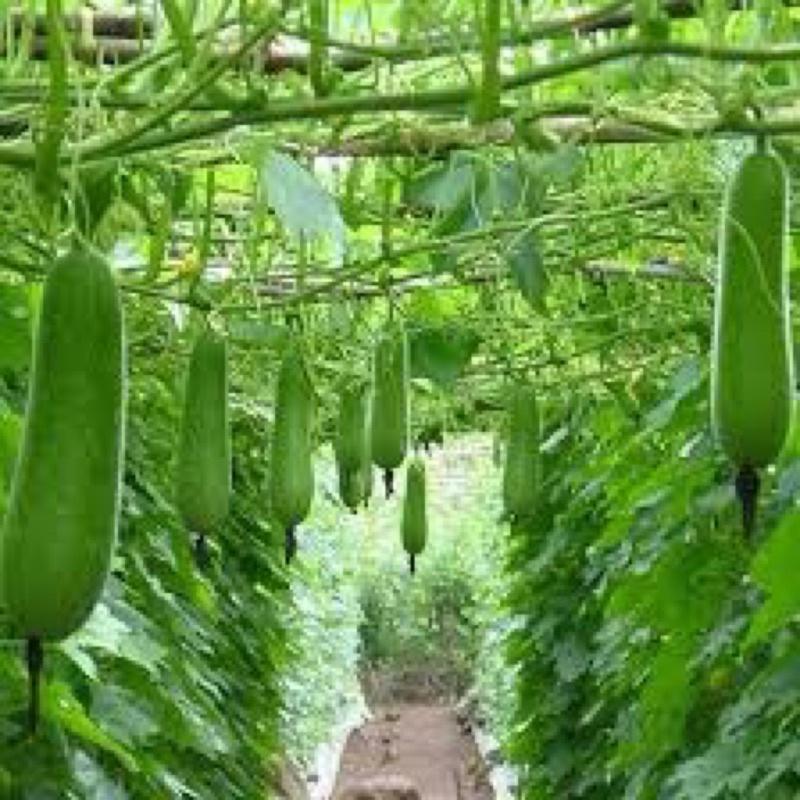 GÓI 10 HẠT GIỐNG BẦU SAO NGẮN - Sai trái, dễ trồng, kháng bệnh tốt, Tỷ lệ này mầm cao