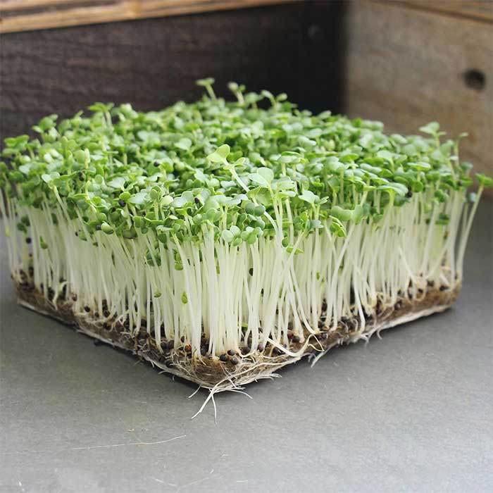 Hạt giống mầm cải thìa (pak choy sprouts) CT539 - Gói 20gram