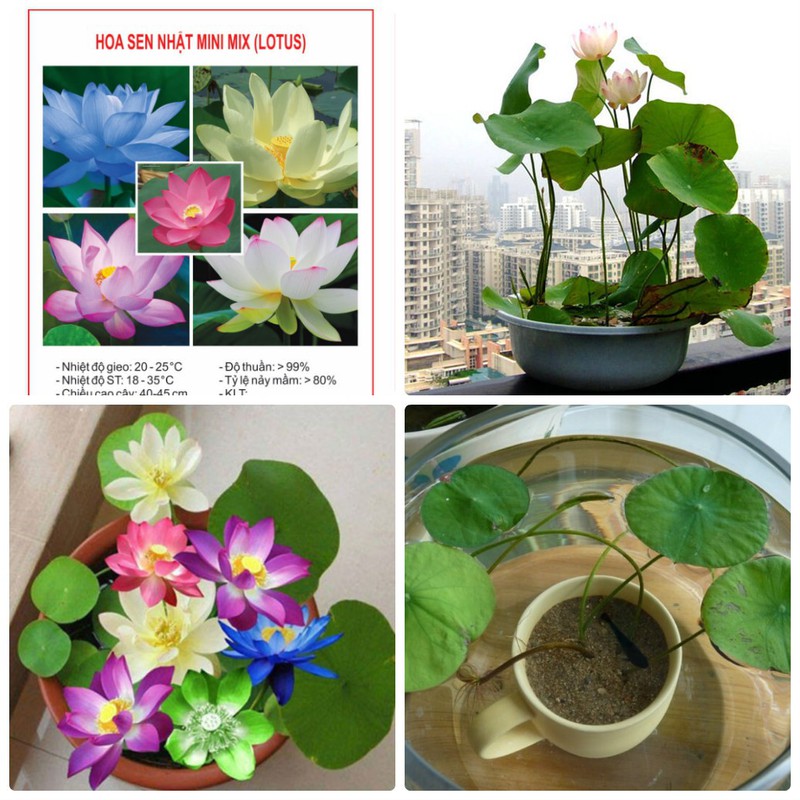 Hạt giống Hoa Sen Mini Nhật - Nông Sản Vàng