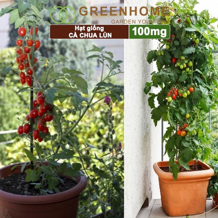 Hạt giống cà chua chịu nhiệt F1, gói 100mg, trồng chậu, ra nhiều quả, cây sinh trưởng nhanh T15