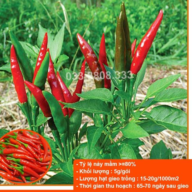 Hạt giống Ớt Hiểm Lai F1 VA.99999 - năng suất cao, quả to đẹp