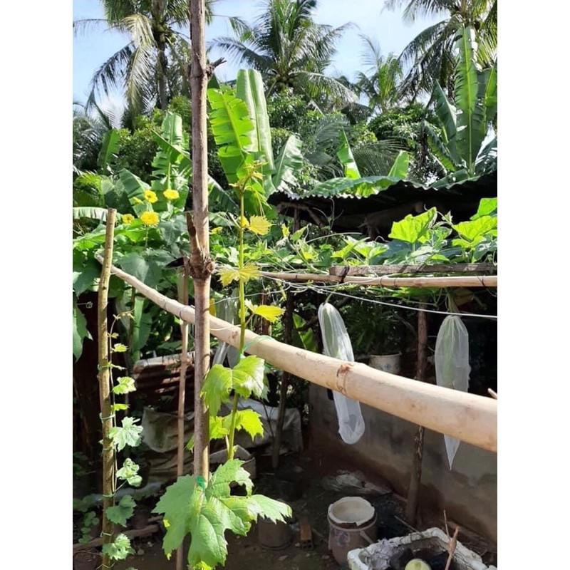 100 BỌC BẦU BÍ MƯỚP CỠ 20x50 LƯỚI MÙNG