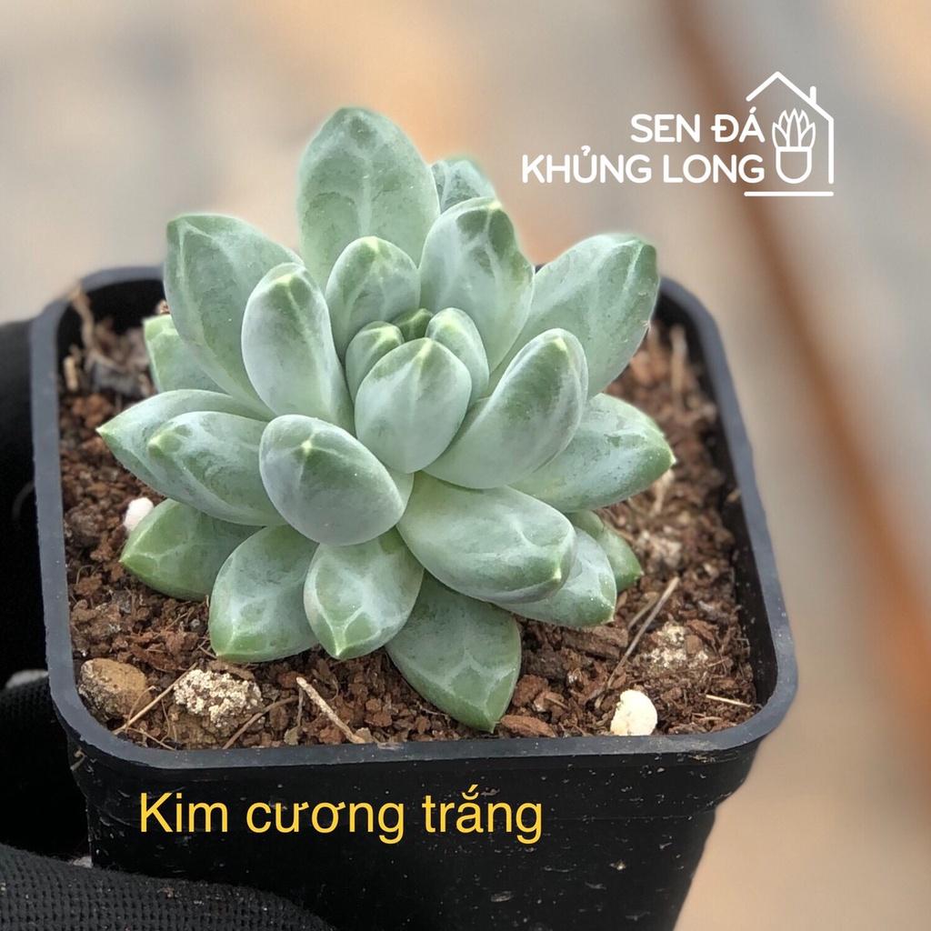 sen đá Kim Cương Trắng - pachyphytum compactum rose - 1 bông