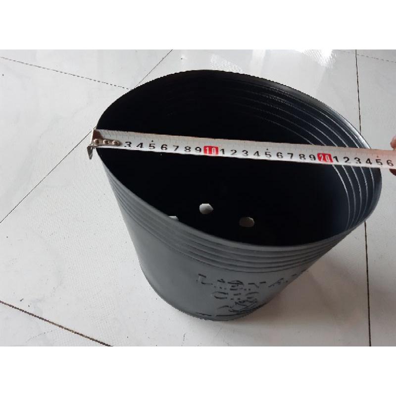 50 chậu c10 liên an