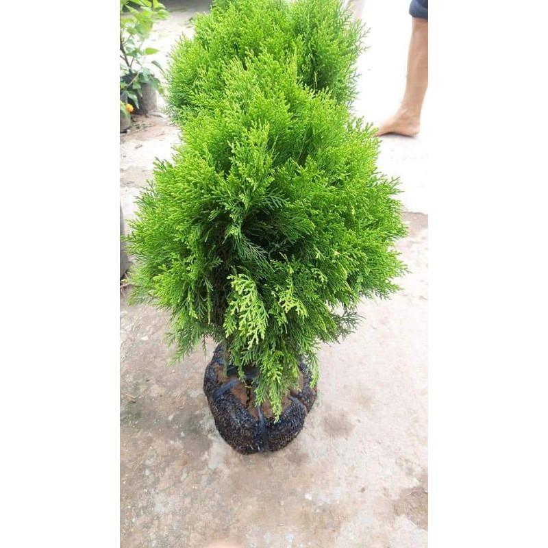 TÙNG BÁCH DIỆP