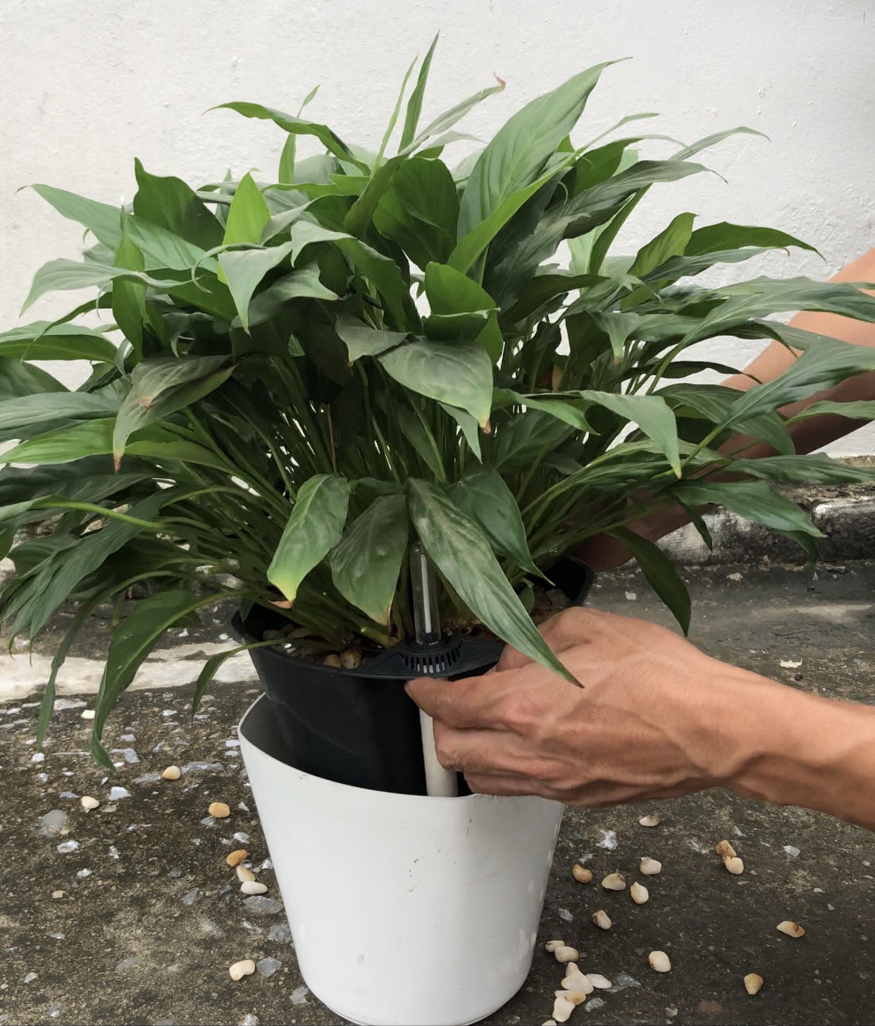 CHẬU TRỒNG CÂY THÔNG MINH TỰ DƯỠNG: Có Phao Báo Nước, Chậu Tự Dưỡng Thông Minh, Trồng Cây Văn Phòng, Nội Thất, Tự Tưới Thẩm Thấu, Nhựa ABS Cao Cấp An Toàn, Tiện Lợi