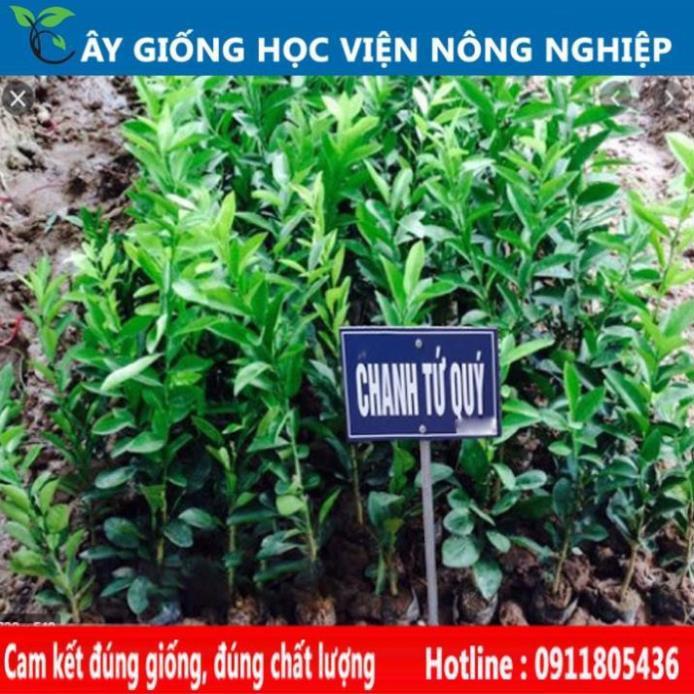 Sản phẩm Cây Ăn Trái chanh tứ quý