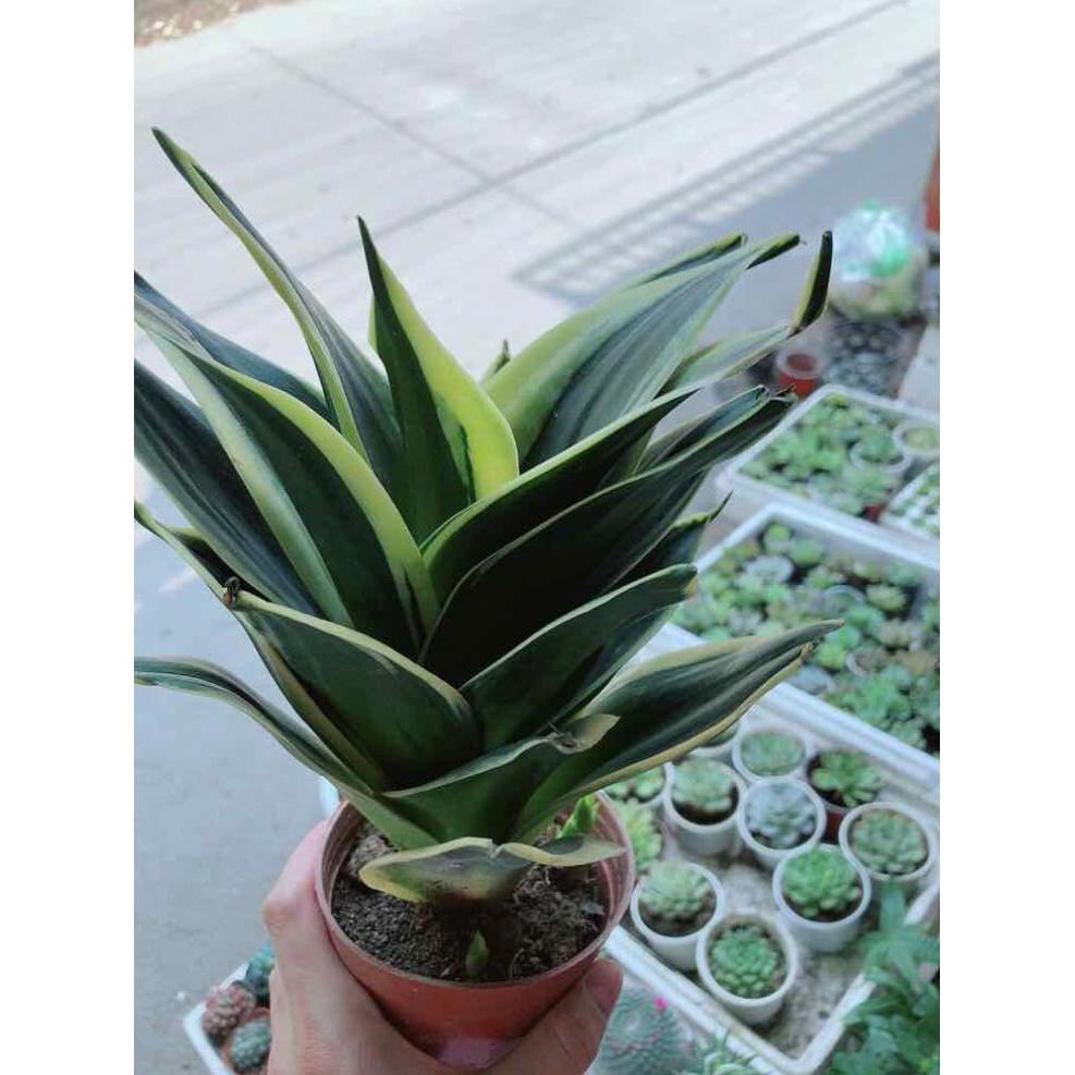 Chậu lưỡi hổ xanh thái size đại Bán Chạy