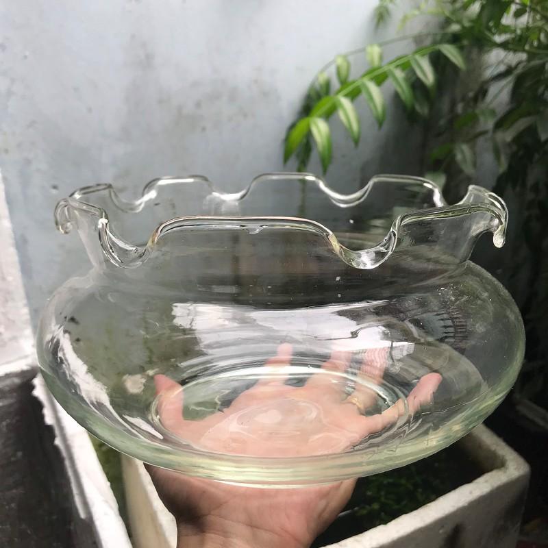 Bể cá mini, chậu cá để bàn TAI BÈO