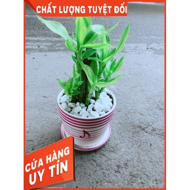 Chậu Trúc Phát Tài