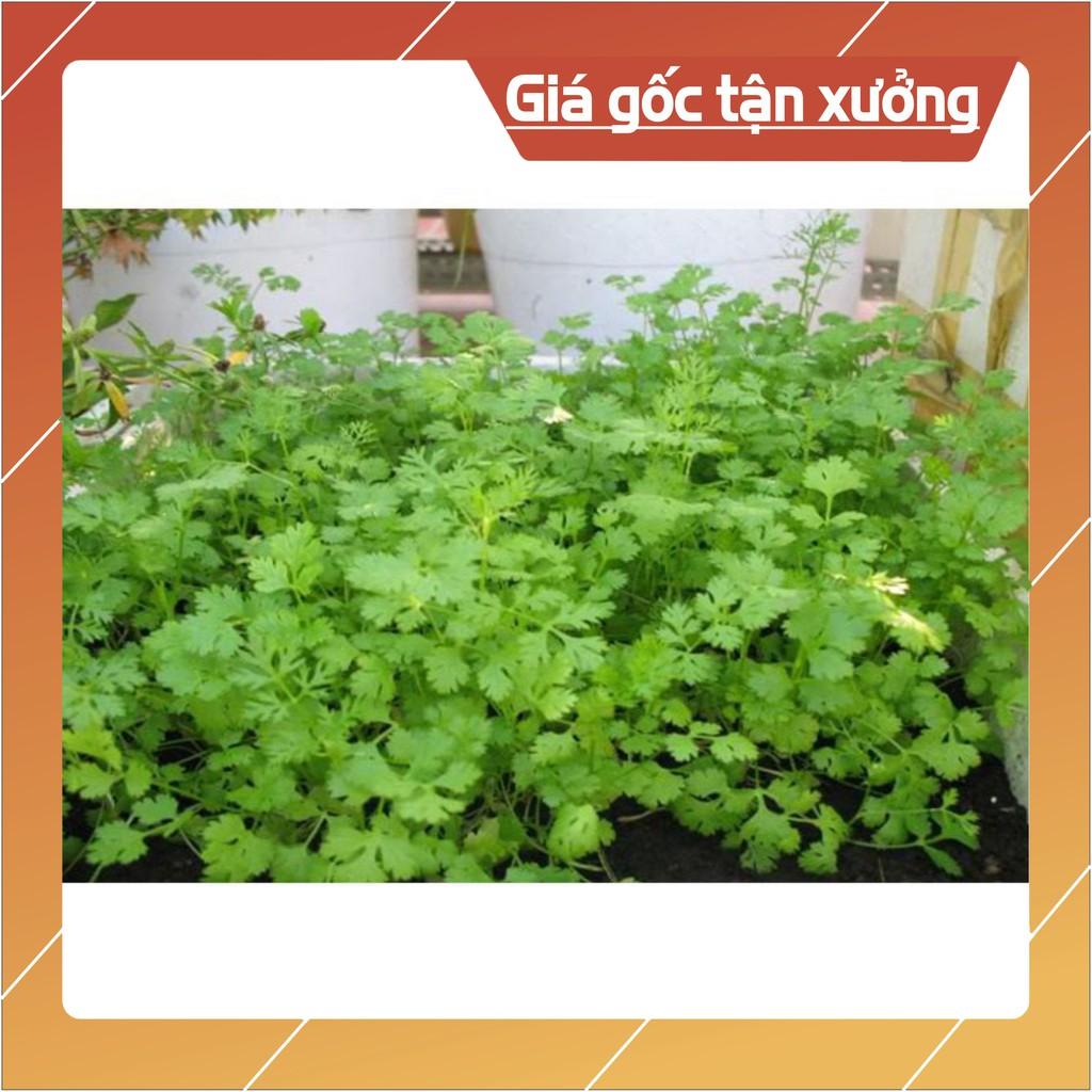 50 Hạt Giống Rau Mùi Cồn Tía (Rau Thơm, Gia Vị) (Hàng Loại 1)