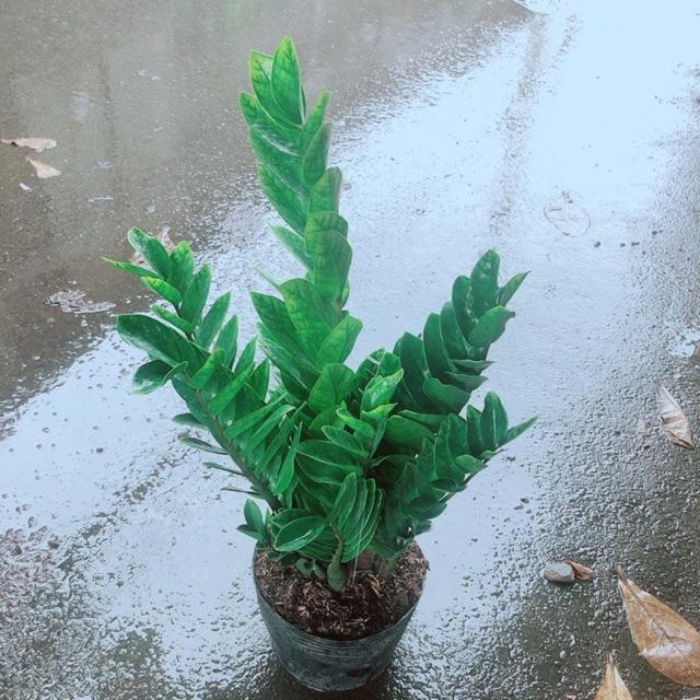 Kim Tiền Size Lớn