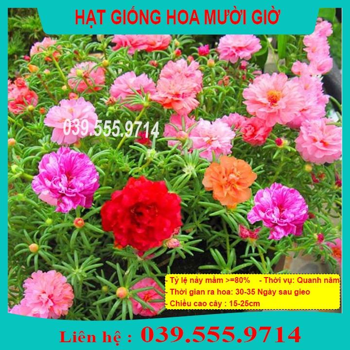 Hạt Hoa Mười Giờ Nhiều Màu - Hoa Trồng Chậu Đẹp