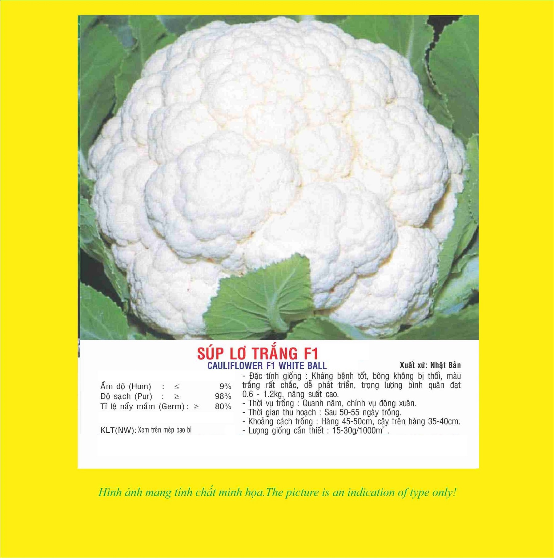 Hạt giống súp lơ trắng F1 - bông cải trắng Nhật Bản bông to đều VTS127
