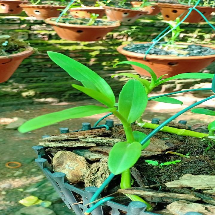 Hoa lan - 5ct bảo duy hàng gieo hạt( cao 15cm)