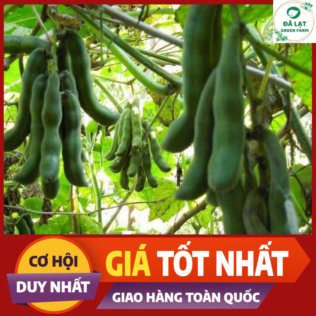 10 Hạt_Hạt Giống Đậu Me (Siêu Dễ Trồng)