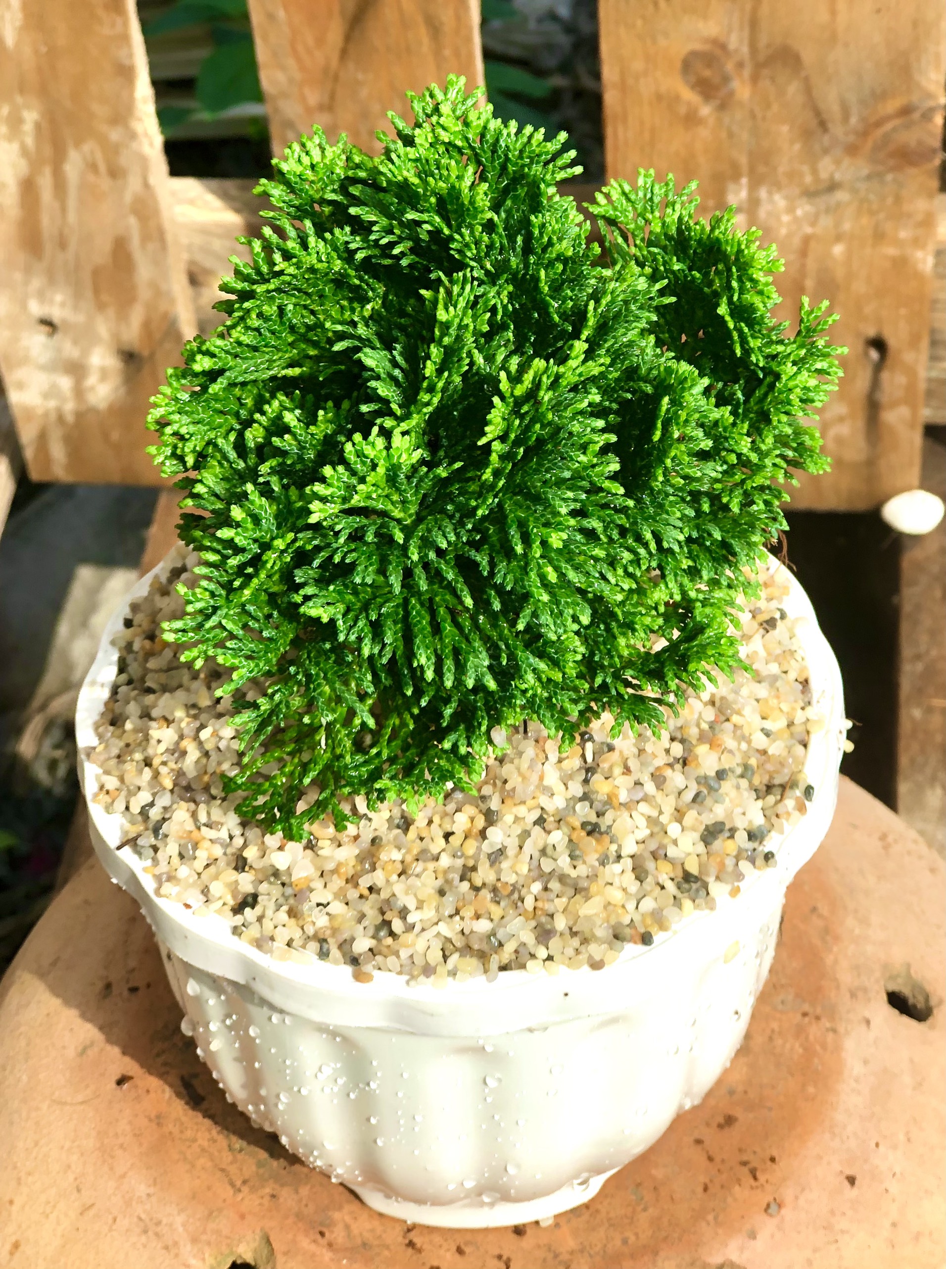 Chậu cây trắc xoắn