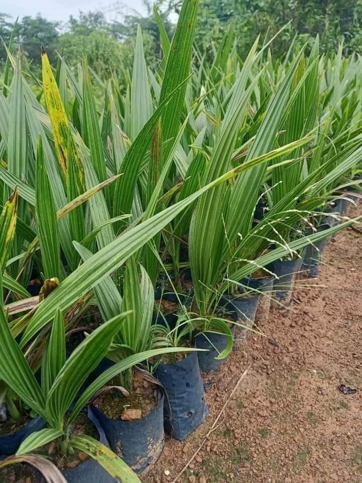 CÂY GIỐNG CHÀ LÀ ĂN QUẢ