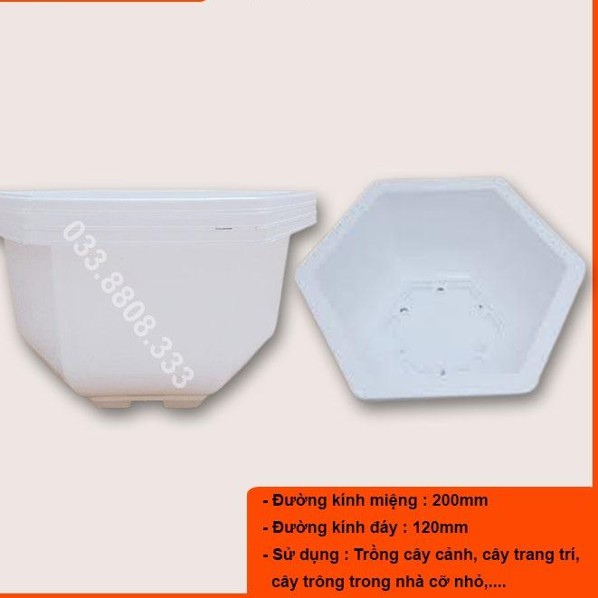 Combo 10 Chậu Nhựa Lục Giác Màu Trắng Bonsai 200x120 trồng hoa cây cảnh