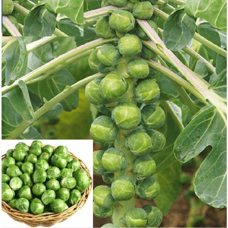 Hạt giống bắp cải tí hon xanh f1-gói 30 hạt-tặng kèm gói phân bón lót