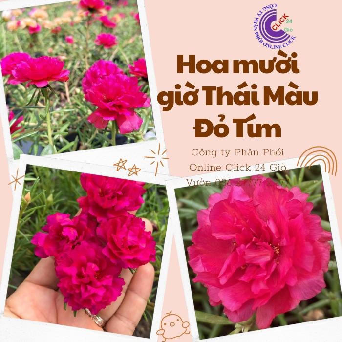 1 Ký Cành Giống Hoa Mười Giờ Thái Kép Màu Đỏ Yên Chi Siêu Đẹp Lạ Hoa Mười Giờ Bonsai & Phụ Kiện