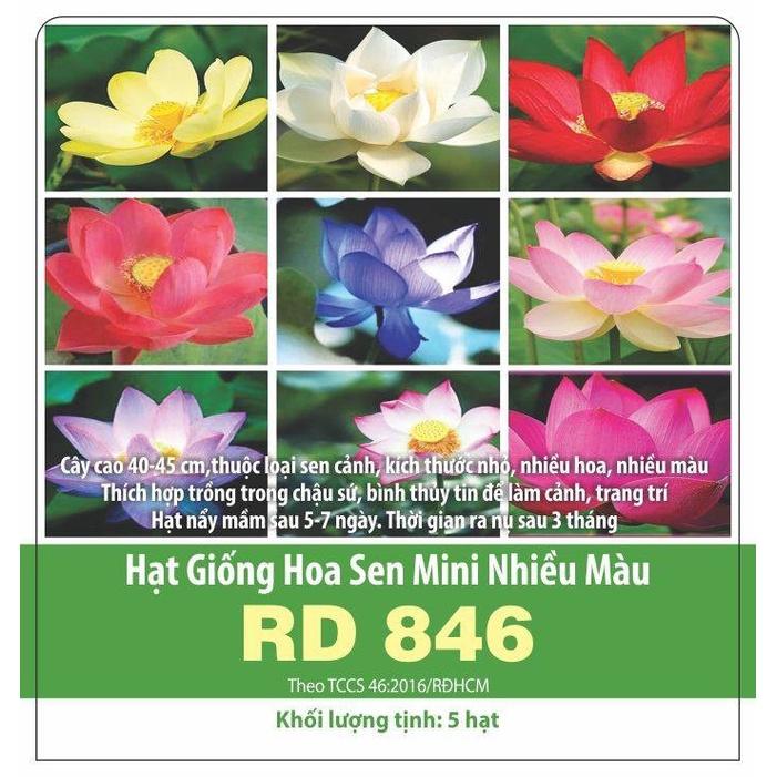 Hạt giống hoa sen mini nhiều màu, đóng gói 5 hạt