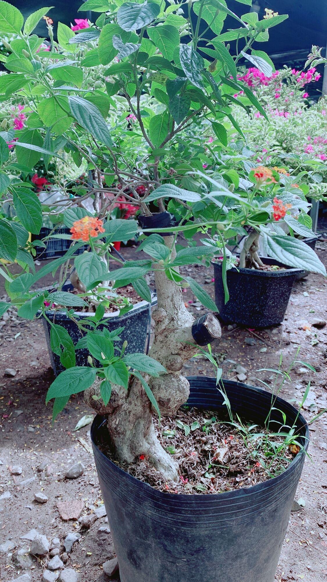 Cây Trâm Ổi Gốc Đẹp