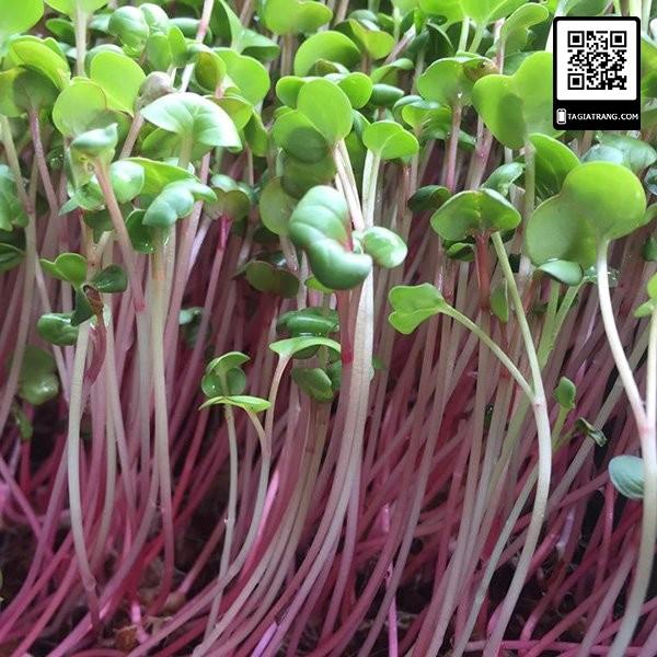 1KG Hạt giống rau mầm củ cải đỏ - Hạt giống mới, tỉ lệ nảy mầm cao