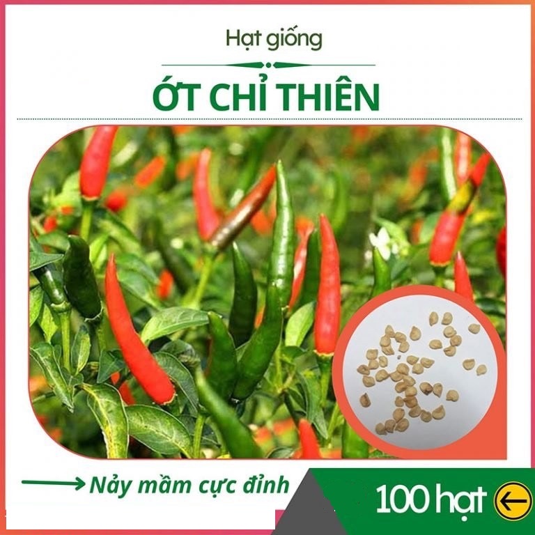 Hạt Giống Ớt Chỉ Thiên F1 Siêu Cay - Năng Suất Cao - gói 100 Hạt