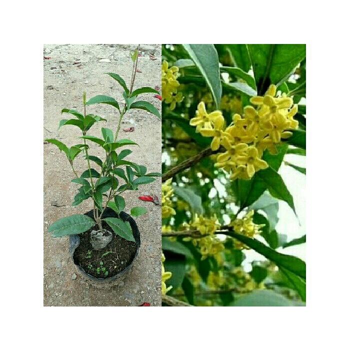 02 Cây Mộc Hương Ta Khỏe 981SP PV 15cm