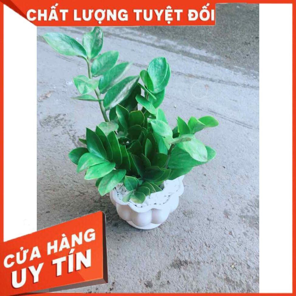 Chậu Kim Tiền Nhiều Người Mua