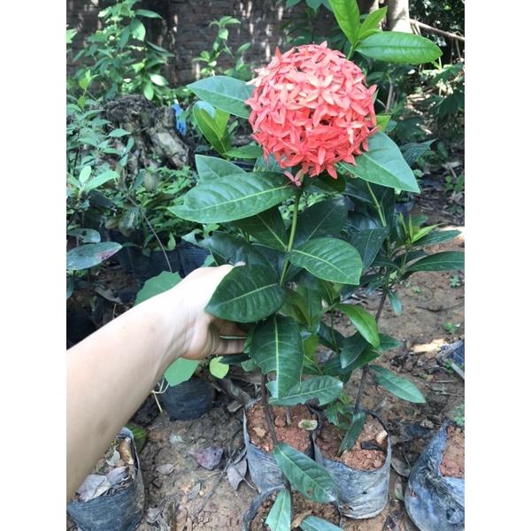 Cây mẫu đơn ta đang hoa cao 60cm