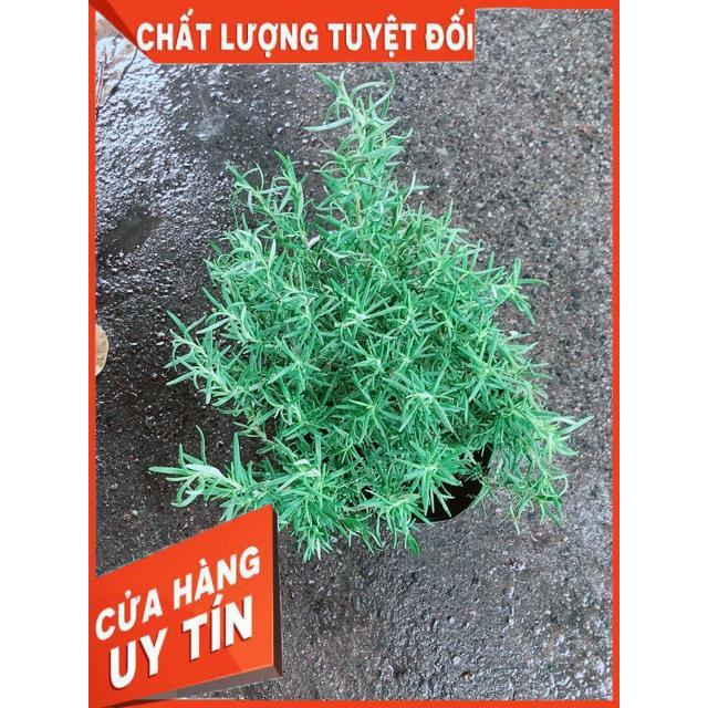 Hương Thảo Lớn