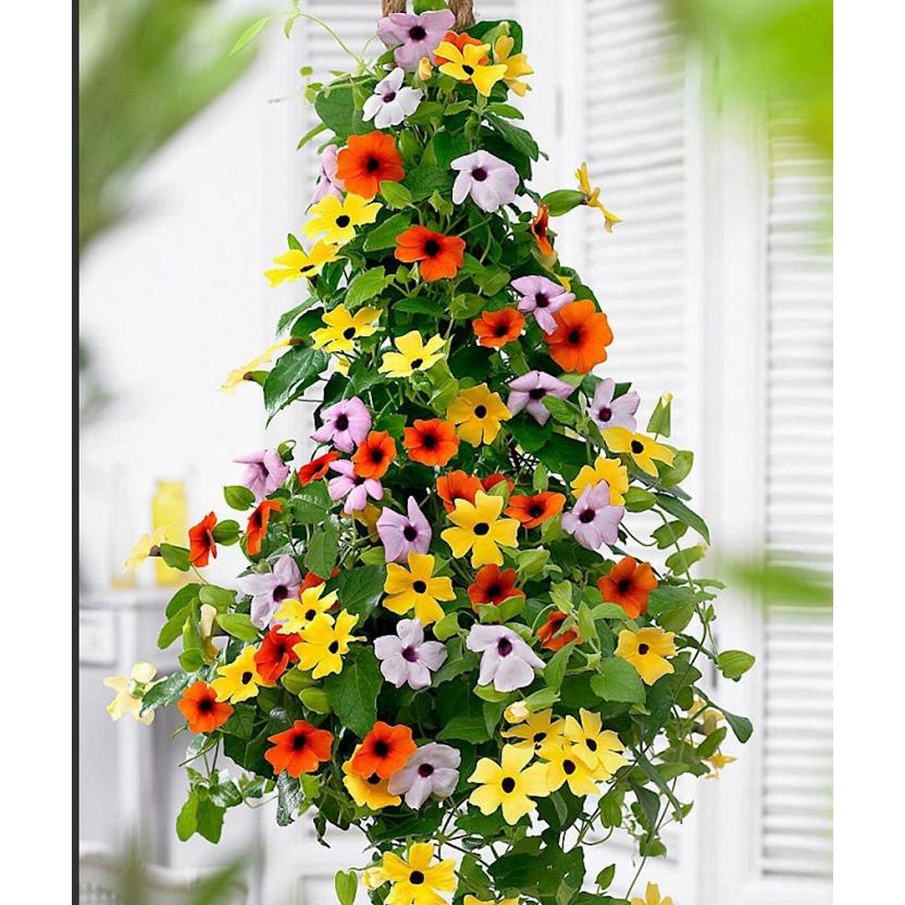 Hạt Giống Cây Dây Leo Ánh Dương -